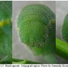 colias hyale larva5 volg13